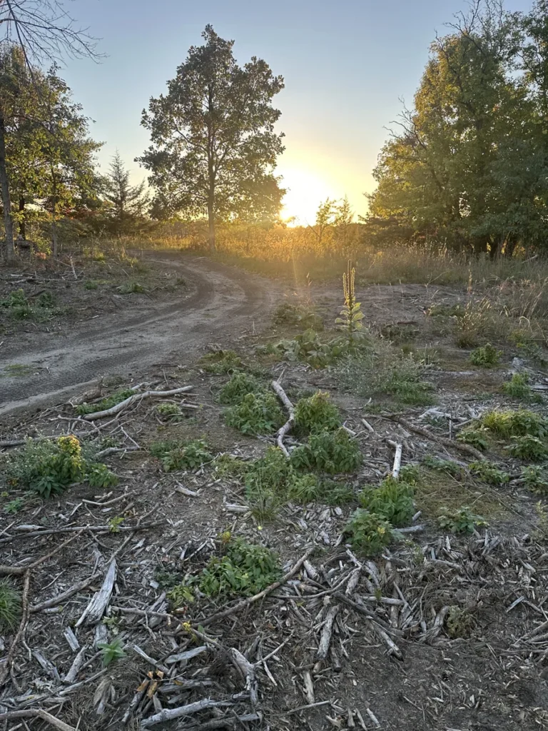 Cleared woodland showing tracks, branches and remaining trees